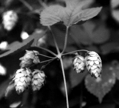 Fichier:1 5 0 Hops1.jpg