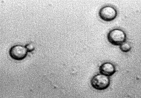 Fichier:1 6 0 Yeast2.jpg