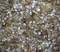 Fichier:3 17 1 laurering1.jpg