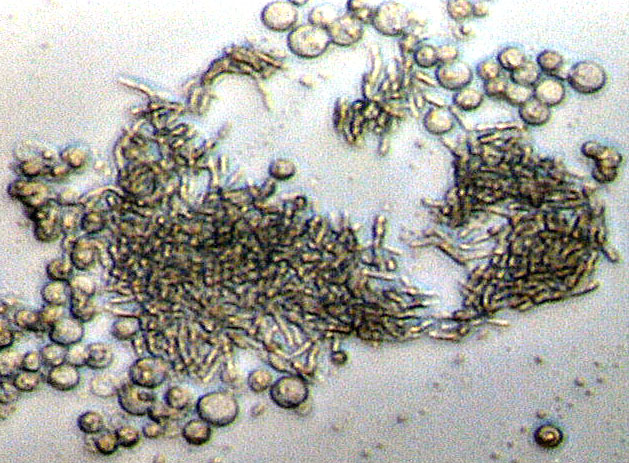 Fichier:1 2 2 Sanitation1.jpg