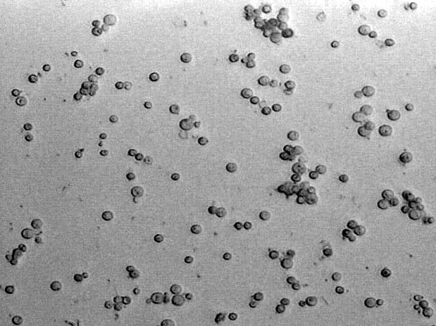 Fichier:1 6 0 Yeast1.jpg