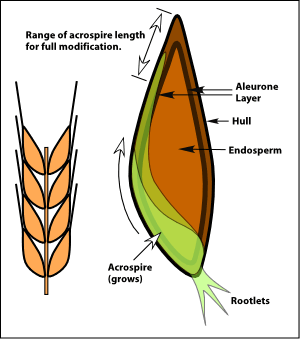 Fichier:2 1 2 whatismalt.gif